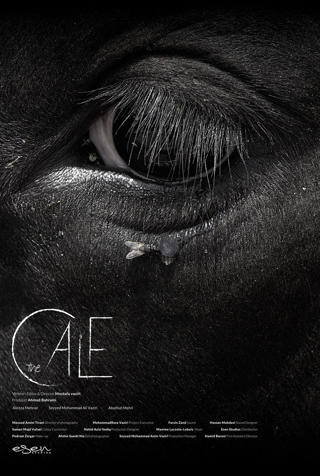 Poster of "The Calf", short film by Mostafa Vaziri.