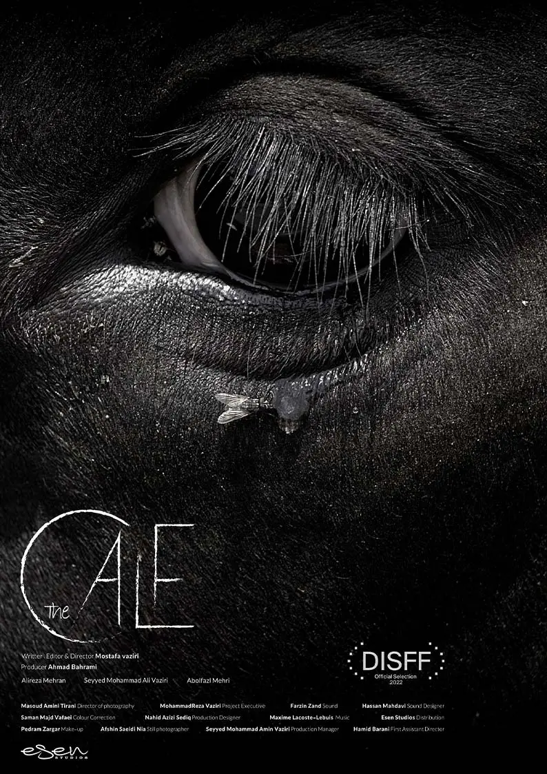 Short film distribution: "The Calf" poster